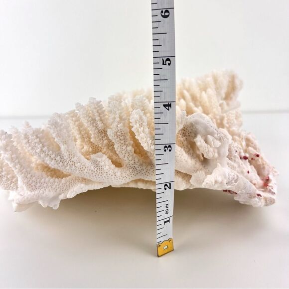 Natural White Coral Reef Cluster Ocean Salt Water Mineral Specimen - Picture 12 of 12